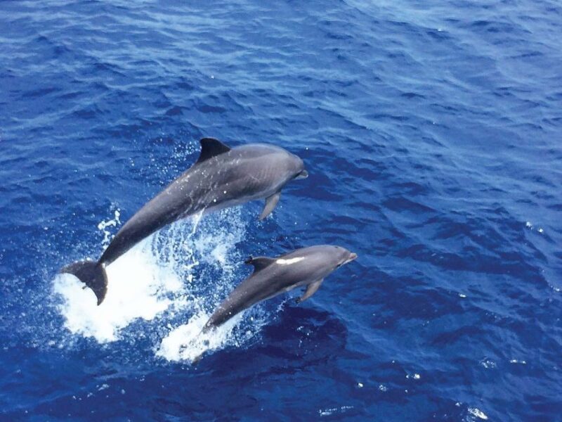 Mallorca: 3-Hour Afternoon Dolphin Watching Boat Tour - Tour Experience