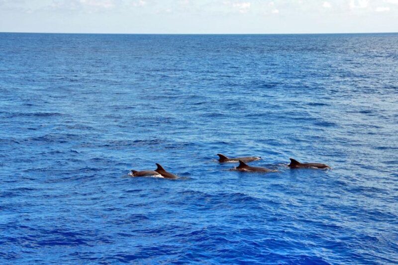 Mallorca: 3-Hour Afternoon Dolphin Watching Boat Tour - Boat Amenities