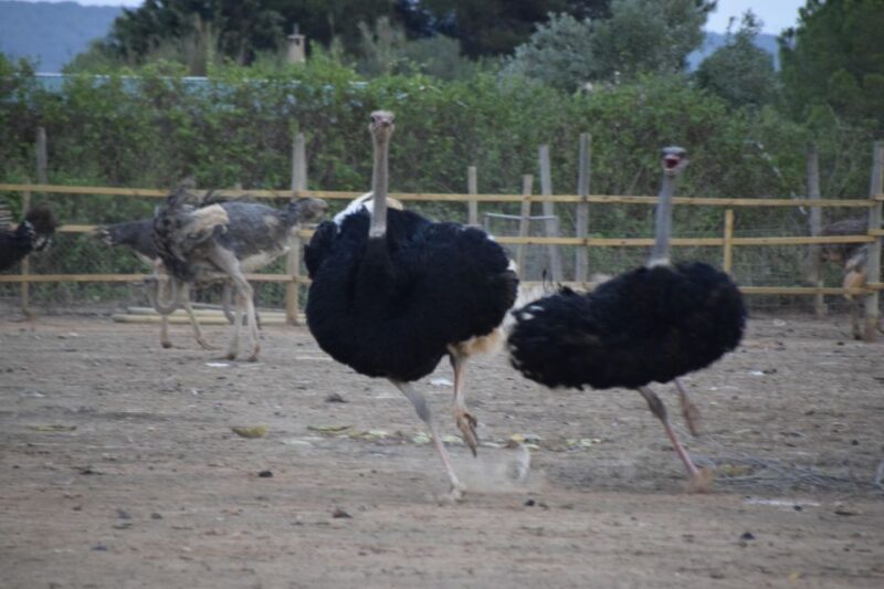 Mallorca: Artestruz - Ostrich Farm Ticket Entrance - Farm Activities and Features