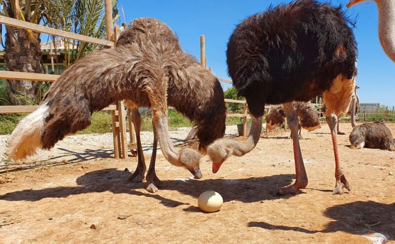 Mallorca: Artestruz - Ostrich Farm Ticket Entrance - Decorative Shell Products