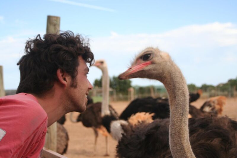 Mallorca: Artestruz - Ostrich Farm Ticket Entrance - Artisanal Handcrafted Articles