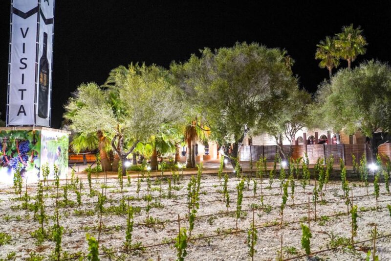 Mallorca: Blanca Terra Bodega Ticket - Optional Wine Tasting - Reviews and Ratings