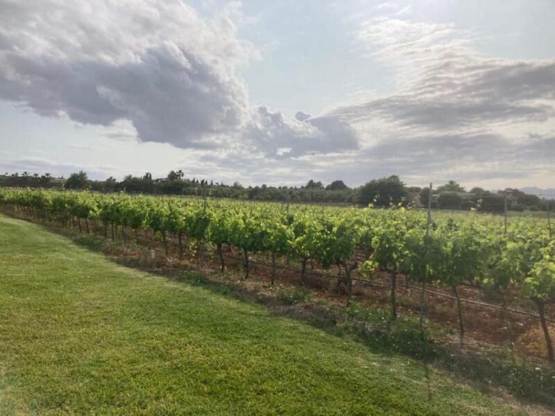 Mallorca: Bodega Butxet Vineyards & Winery Tour With Tasting - Customer Reviews