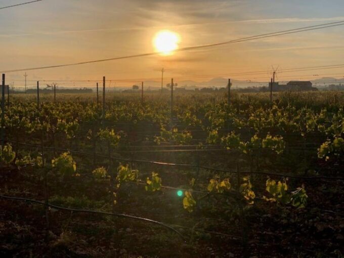 Mallorca: Bodega Butxet Vineyards & Winery Tour With Tasting - FAQ