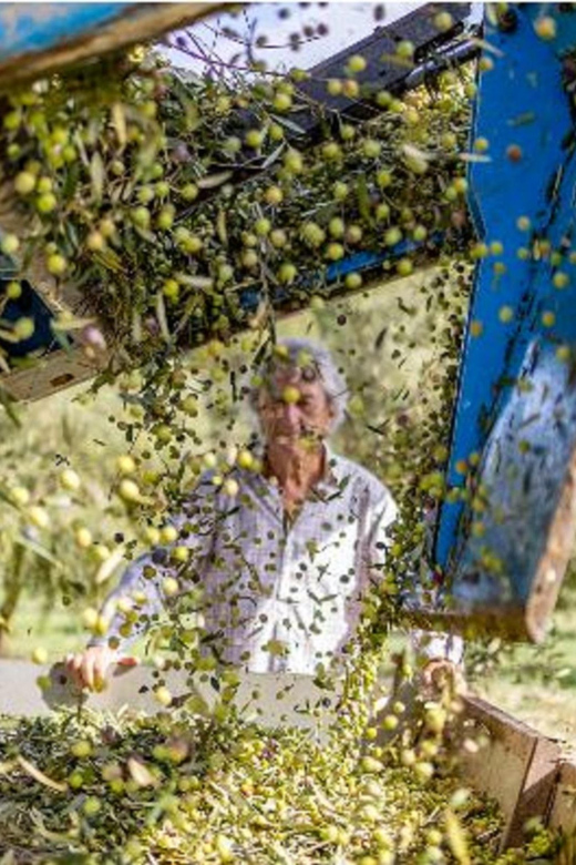 Mallorca: Bodega & Olives Minibus Tour With Tastings GERMAN - Key Points