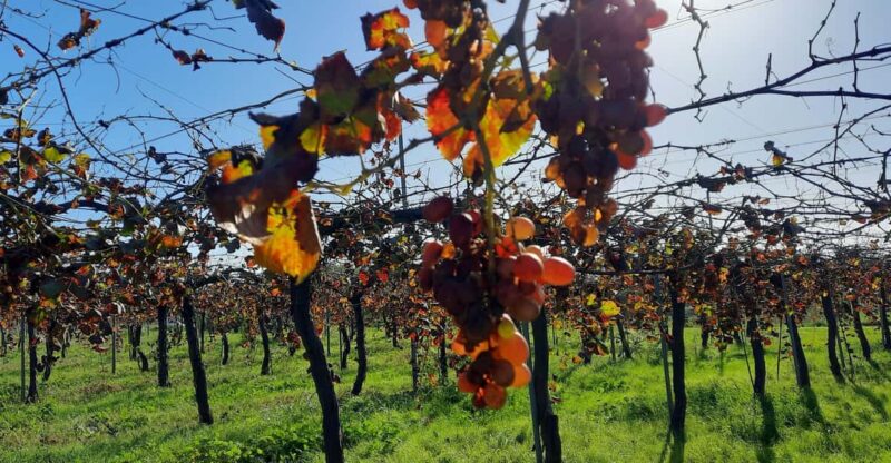 Mallorca: Bodega & Olives Minibus Tour With Tastings GERMAN - Itinerary Highlights