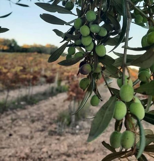 Mallorca: Bodega & Olives Minibus Tour With Tastings GERMAN - Suitability and Restrictions