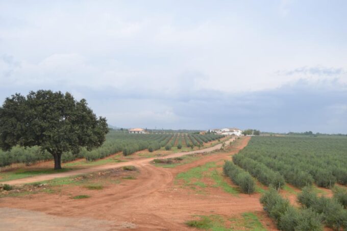 Mallorca: Bodega & Olives Minibus Tour With Tastings GERMAN - Booking and Cancellation