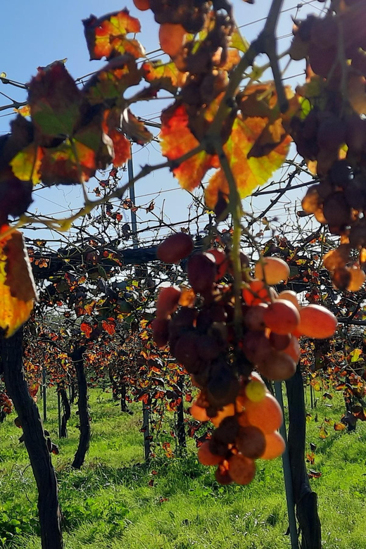 Mallorca: Bodega & Olives Minibustour With Tastings ENGLISH - Key Points