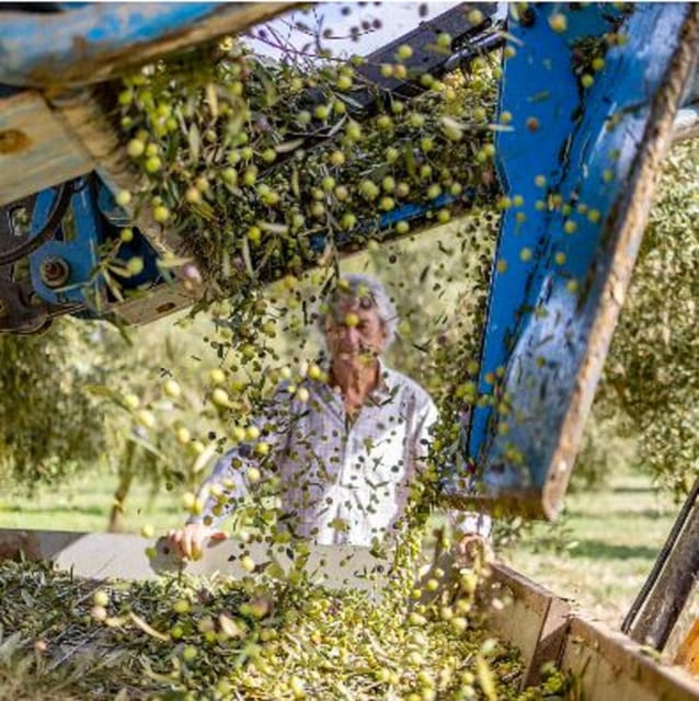 Mallorca: Bodega & Olives Minibustour With Tastings ENGLISH - Activities Included