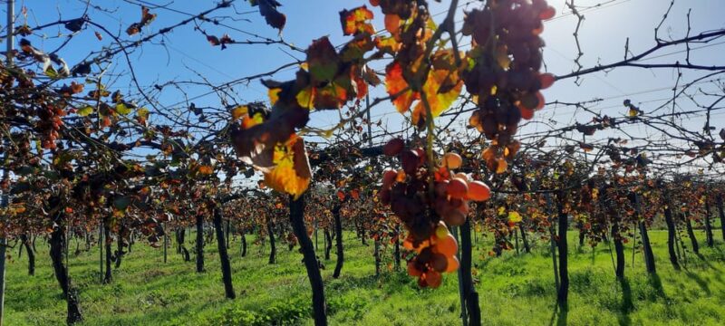 Mallorca: Bodega & Olives Minibustour With Tastings ENGLISH - Additional Information
