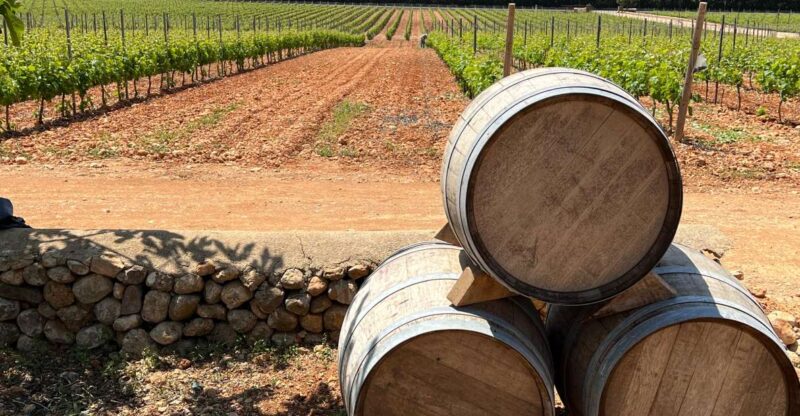 Mallorca: Discover the Secret Treasures of the Local Wine - Wine Tasting and Explanations