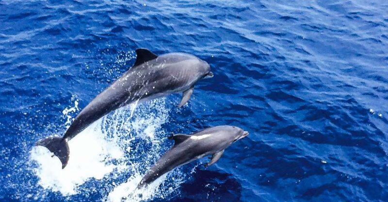 Mallorca: Dolphin Watching Cruise - Itinerary and Activities