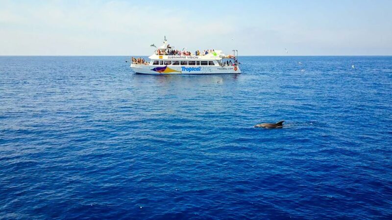 Mallorca: Dolphin Watching Cruise - Participant Information