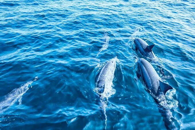 Mallorca: Dolphin Watching Cruise - Payment and Cancellation