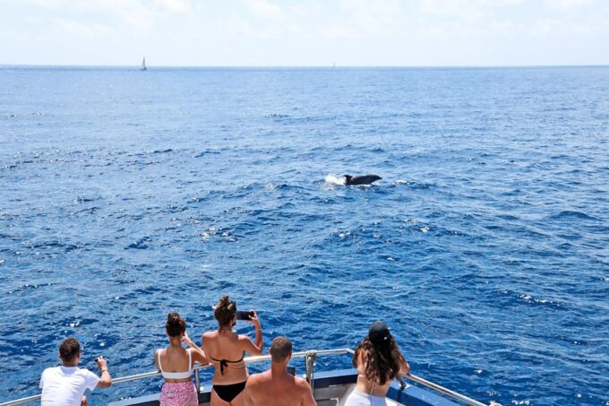 Mallorca: Dolphin Watching Cruise - Preparing for the Cruise