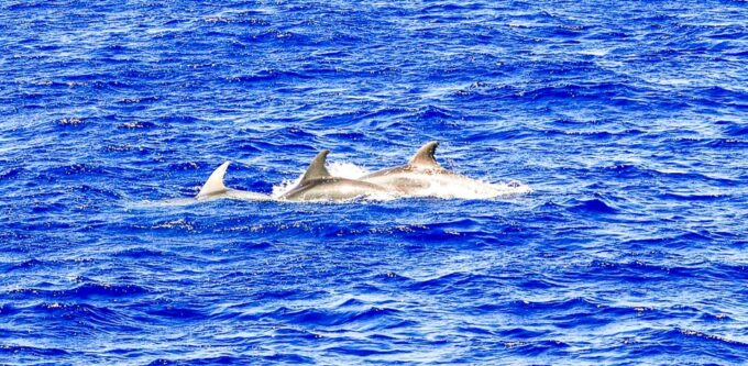 Mallorca: Dolphin Watching Cruise - Frequently Asked Questions
