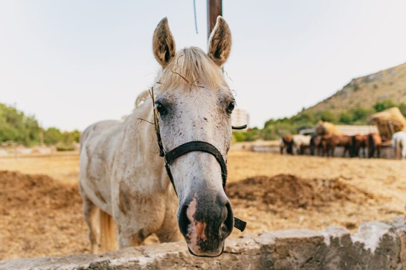 Mallorca: Horseback Riding Experience With Food Options - Exclusions