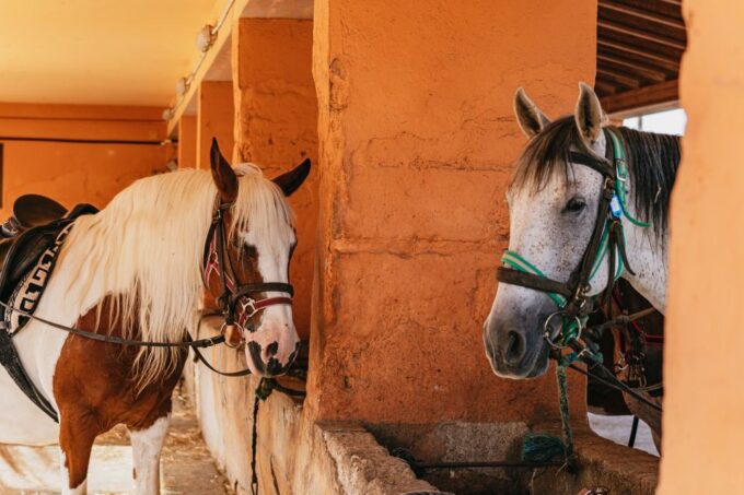 Mallorca: Horseback Riding Experience With Food Options - Other Information