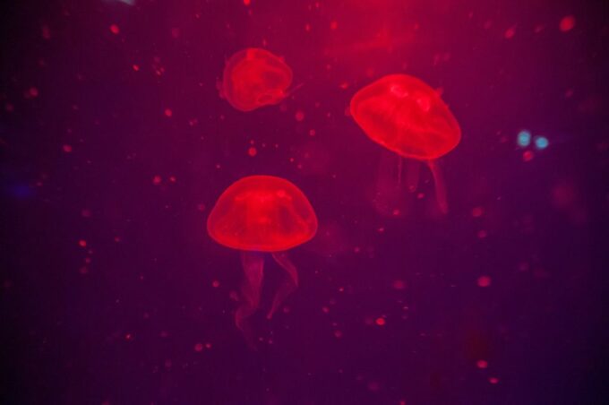 Mallorca: Palma Aquarium Tickets With Transfer - Frequently Asked Questions