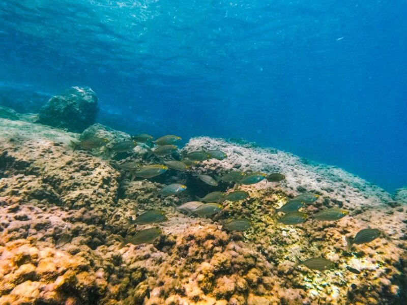 Mallorca: Private Beginner Scuba Dive With Photos and Video - Highlights