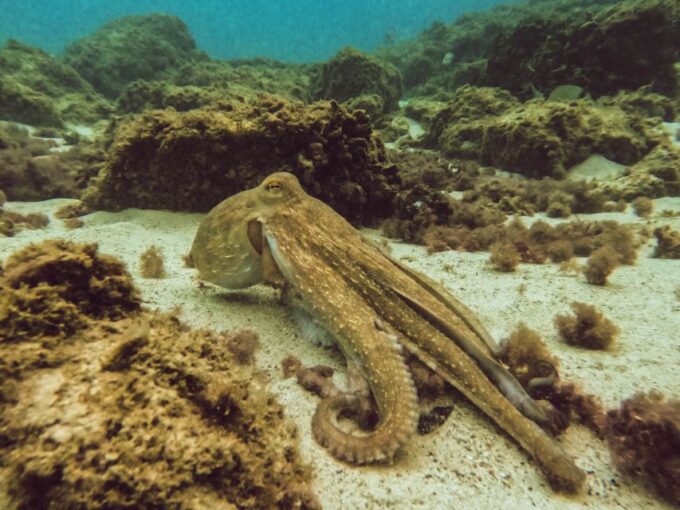 Mallorca: Private Beginner Scuba Dive With Photos and Video - Diving Continuation
