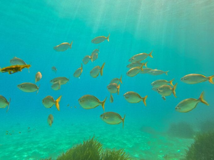 Mallorca: Private Beginner Scuba Dive With Photos and Video - Flight Restrictions