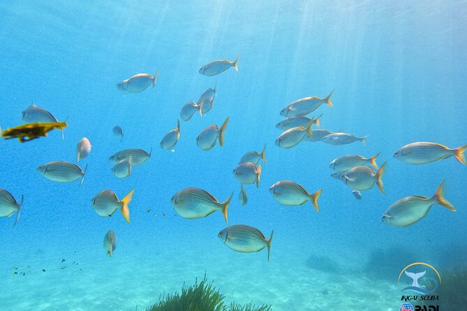 Mallorca PRIVATE Scuba Dive + Photo/Video - Health and Safety