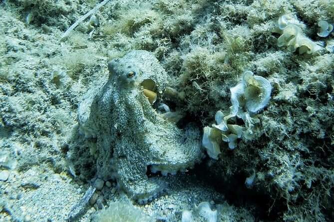 Mallorca PRIVATE Scuba Dive + Photo/Video - Scuba Diving Tour