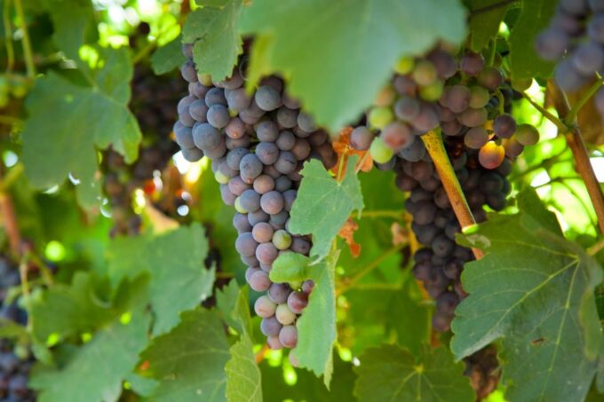 Mallorca: Private Wine Tour With Tasting and Picnic - Mallorquin Tapas