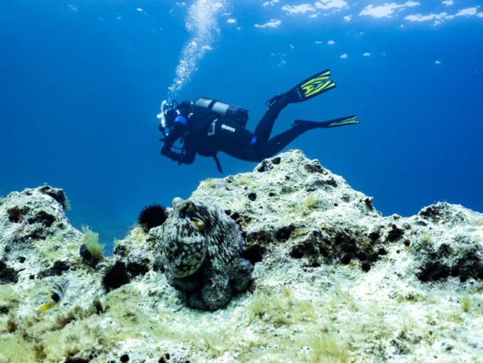 Mallorca: Scuba Diving - a Dive From the Boat (For Certified Divers) - FAQ