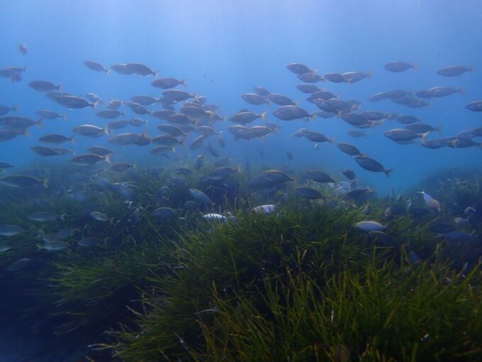 Mallorca: Snorkeling in a Beautiful Nature Reserve - Professional Snorkeling Guidance