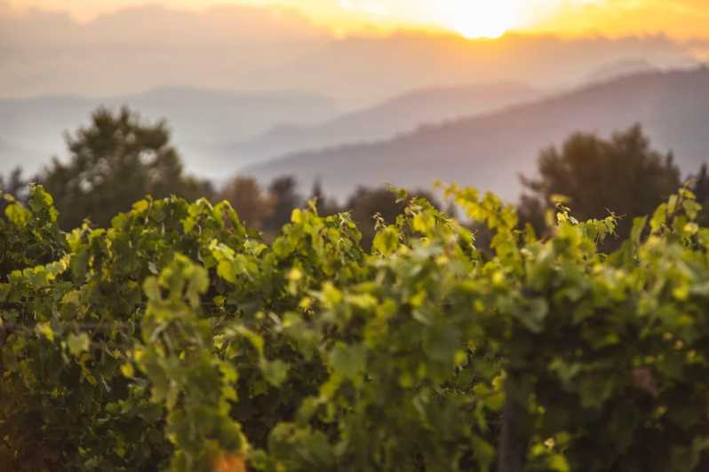 Mallorca: Sunset Wine Tasting Minibus Tour - ENGLISH GUIDE - Availability and Reservations