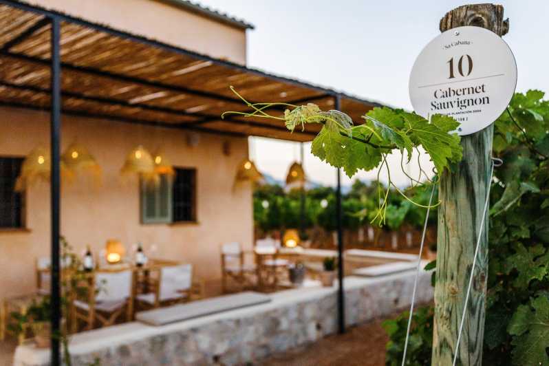 Mallorca: Sunset Wine Tasting Minibus Tour - GERMAN GUIDE - Itinerary Details