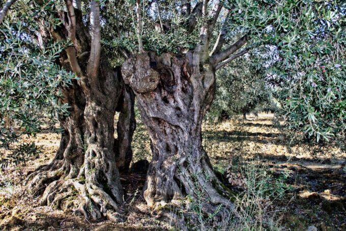 Mallorca: Tramuntana Luxury Tour - Olive Tree Farm Exploration