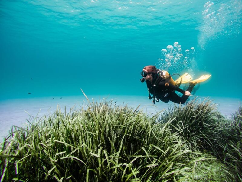 Mallorca: Try Scuba Diving by Boat - Vibrant Marine Life