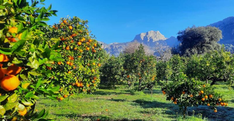 Mallorca: West Coast & Orange Valley Minibus Tour GERMAN GUIDE - Itinerary Highlights