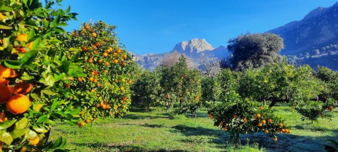 Mallorca: West Coast & Orange Valley Minibus Tour GERMAN GUIDE - Frequently Asked Questions