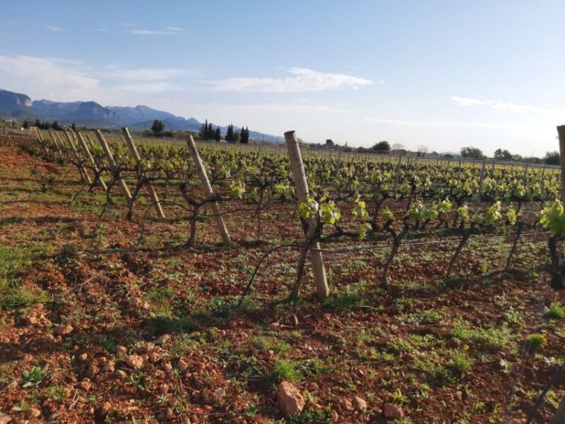 Mallorca: Wine Cellar Tour XL - 3 Wine Tastings Including GERMAN - Tasting Experiences