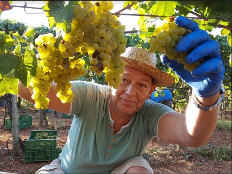Mallorca Wine Cellar Tour XL - Incl. 3 Wine Tastings ENGLISH - Wine Cellar Discoveries