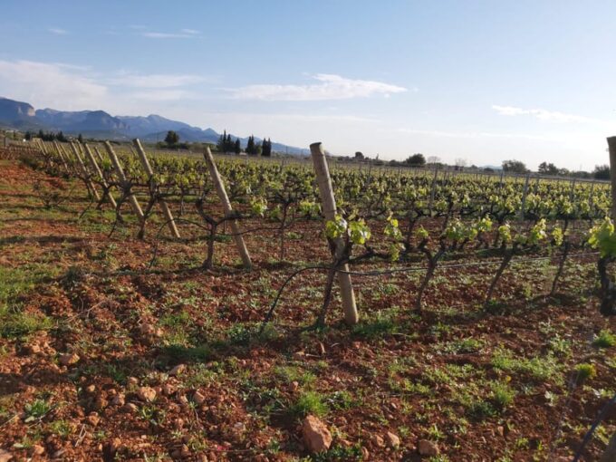 Mallorca Wine Cellar Tour XL - Incl. 3 Wine Tastings ENGLISH - Tour Group Size