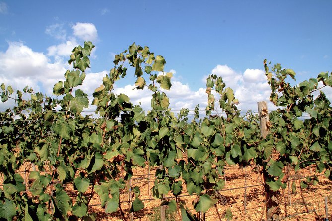 Mallorca Wine Tours - Included Activities