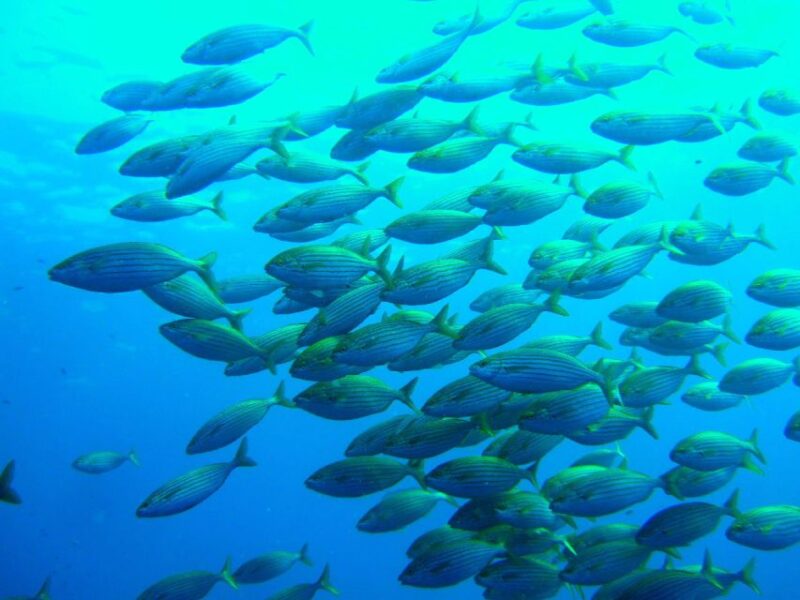 Mallorca: XL Discover Scuba Diving From the Beach - Included in the Program