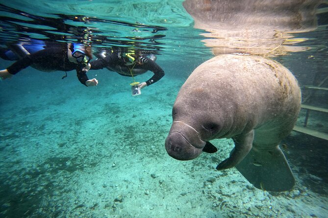 Manatee Adventure, Airboat, Lunch, Wildlife Park With Transport - Withlacoochee River Airboat Ride