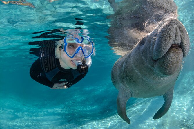Manatee Adventure, Airboat, Lunch, Wildlife Park With Transport - Included Amenities