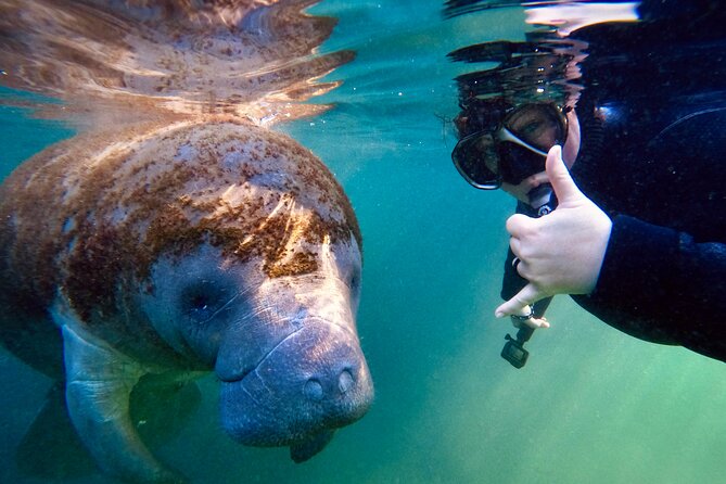 Manatee Adventure, Airboat, Lunch, Wildlife Park With Transport - Tour Capacity and Accessibility