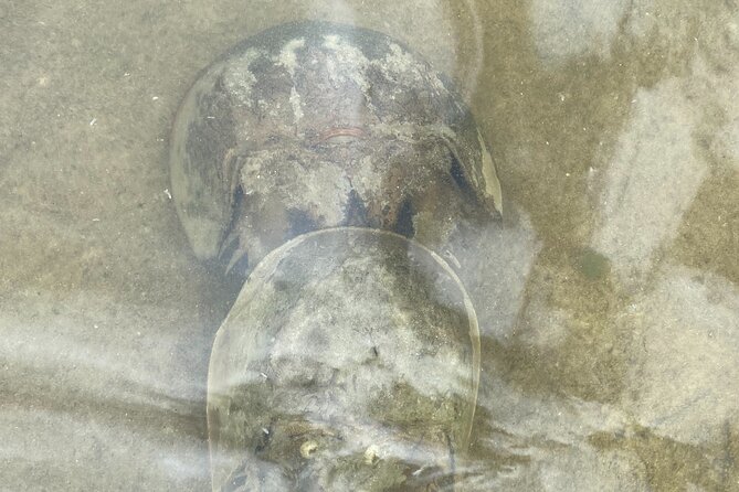 Manatee and Dolphin Kayak Tour - Wildlife Sightings