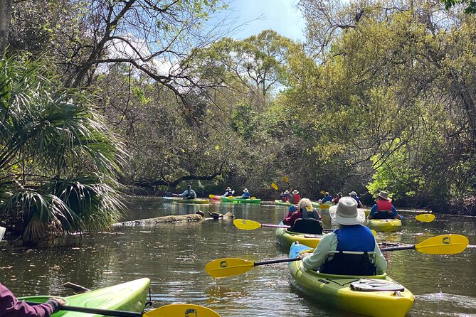 Manatee and Dolphin Kayak Tour - Customer Feedback