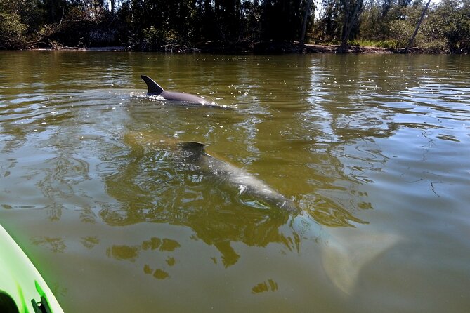 Manatee and Dolphin Kayaking Encounter - Inclusions and Meeting Point
