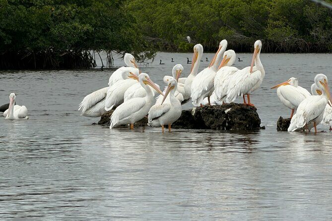 Manatee and Wildlife Boat Tour - The Value of the Experience